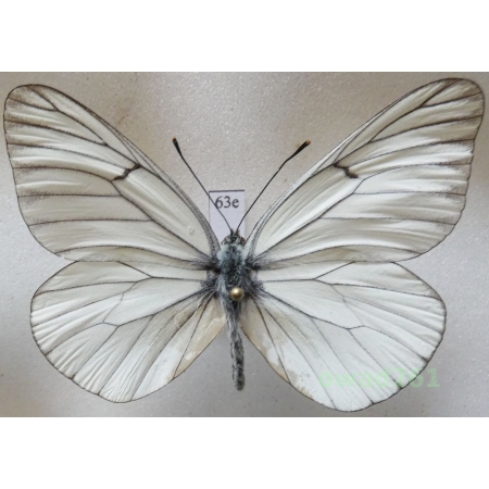 Aporia crataegi (Linnaeus, 1758) male Poland63e